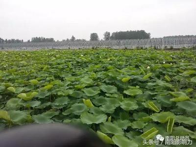 南陽農(nóng)業(yè)局,旅游局傾心推薦&ldquo;萬畝生態(tài)園&rdquo;旅游線路震撼出爐!