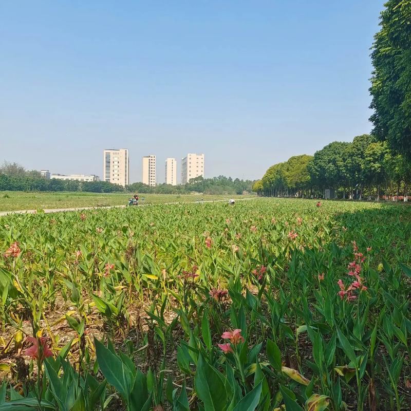 東莞生態(tài)園 都市綠肺，自然與科技交融的休閑勝地